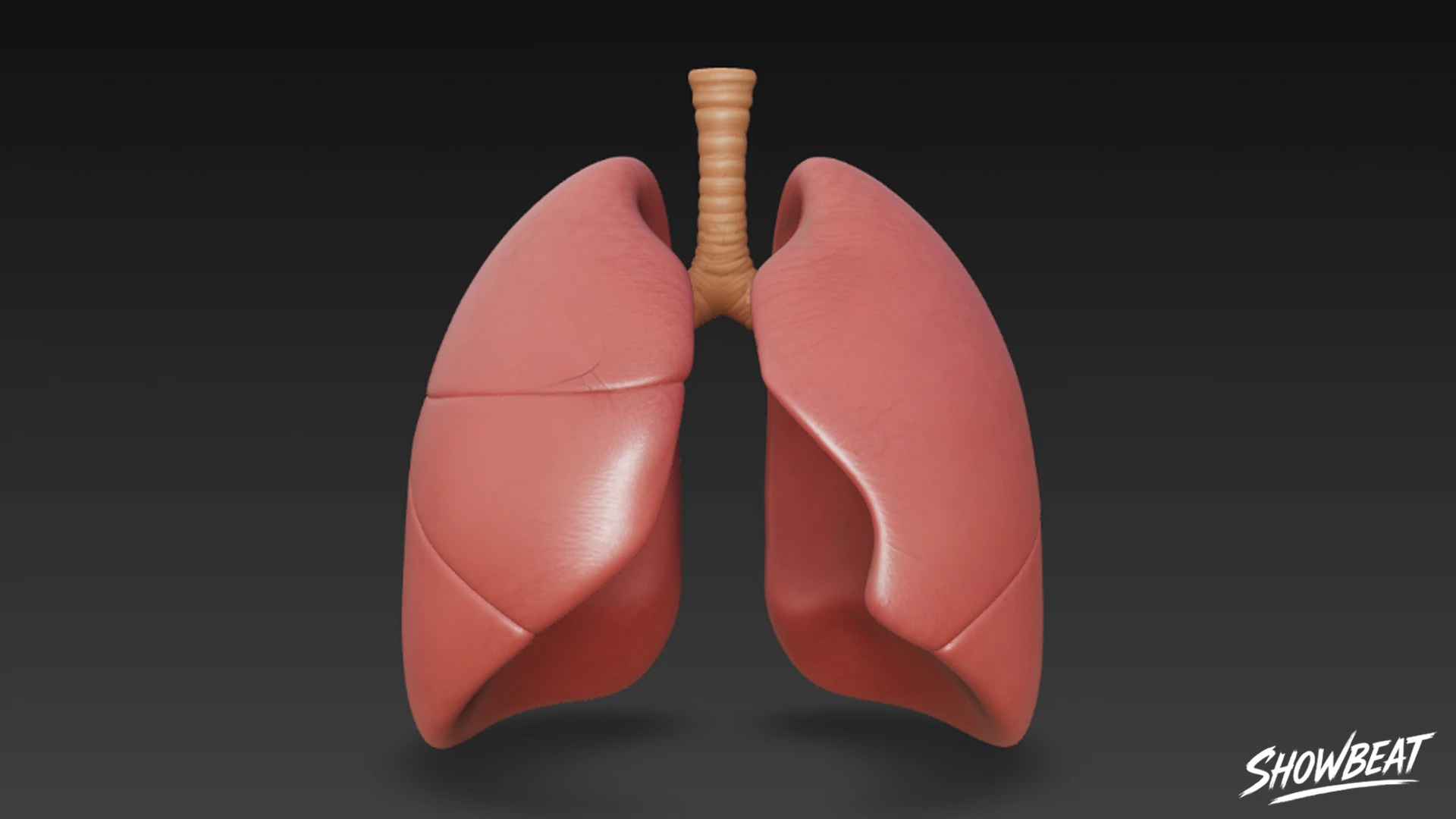 Lung 3D Model .c4d .max .obj .3ds .fbx .stl .blend 
