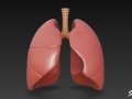 Lung 3D Model