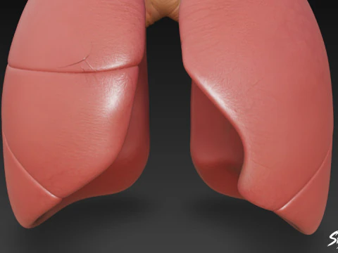 Lung 3D Model