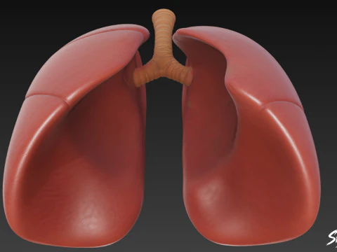 Lung 3D Model