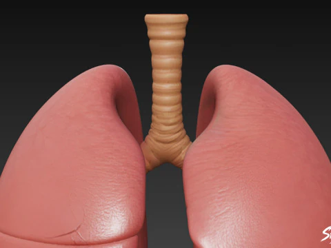 Lung 3D Model