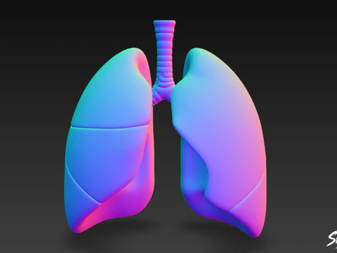 Lung 3D Model
