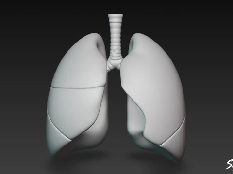 Lung 3D Model
