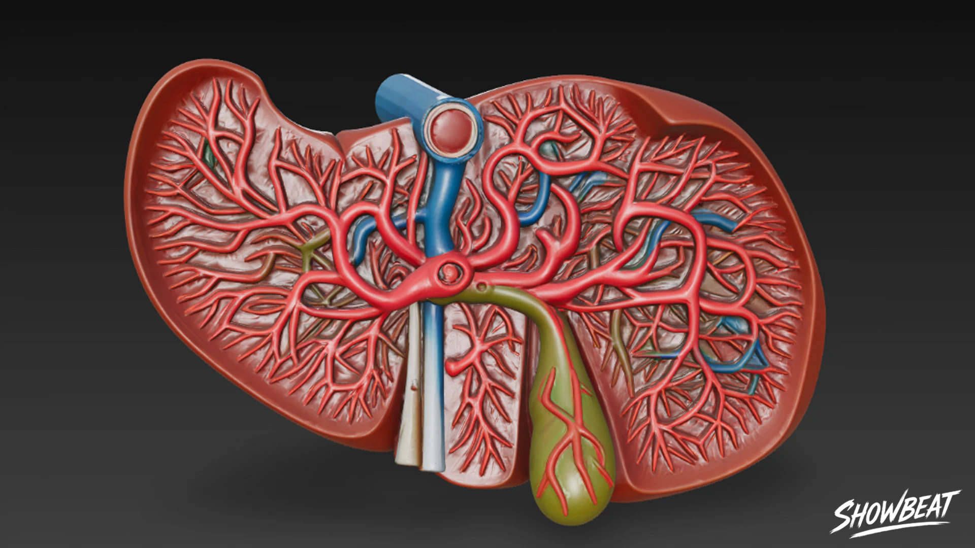 Liver Cross Section 3D Model .c4d .max .obj .3ds .fbx .stl .blend 