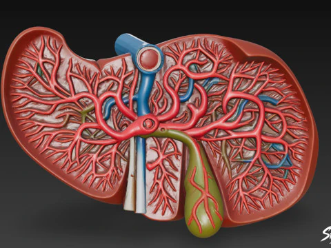 Karaciğer Kesiti 3D Model