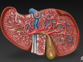 Liver Cross Section 3D Model