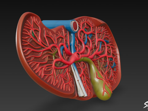 Karaciğer Kesiti 3D Model