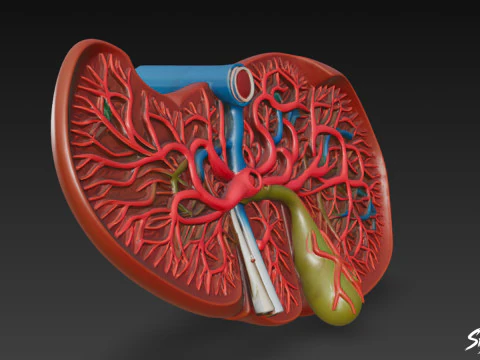 Liver Cross Section 3D Model