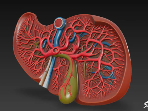 Liver Cross Section 3D Model