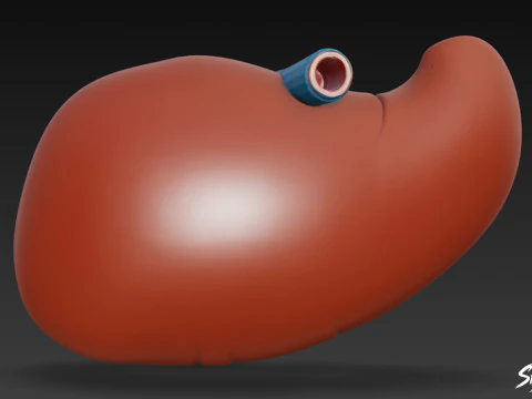Liver Cross Section 3D Model