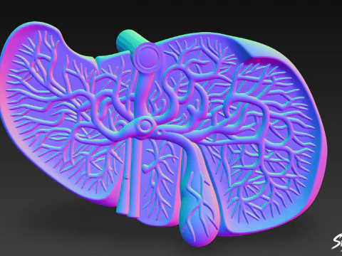 Liver Cross Section 3D Model