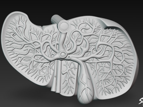 Karaciğer Kesiti 3D Model