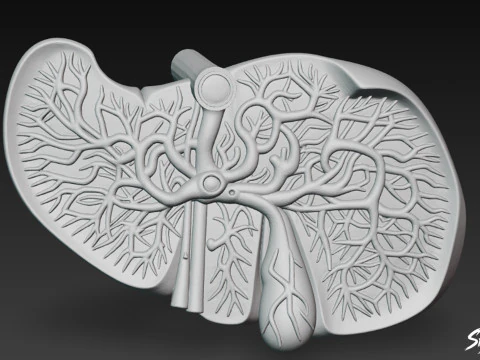 Liver Cross Section 3D Model
