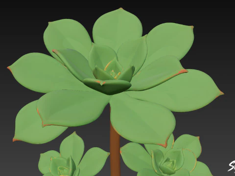 Cartoon Aeonium arboreum 3D Model