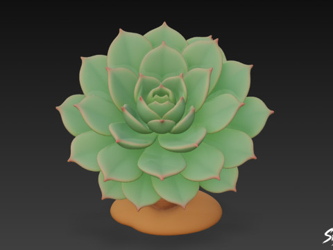 Kartun Echeveria Model 3D