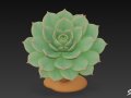Cartoon Echeveria 3Dモデル