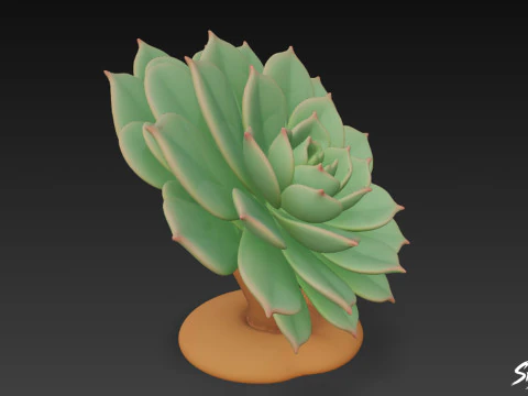 Cartoon Echeveria 3D Model