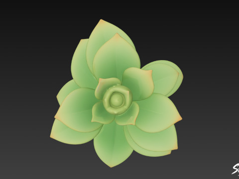 Cartoon Kalanchoë 3D Model