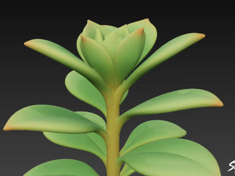 Cartoon Kalanchoe 3D Model