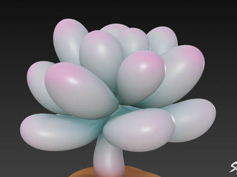 कार्टून पचीफाइटम ओविफेरम 3D मॉडल