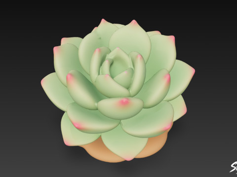 Мультфільм Sempervivum 3D Модель