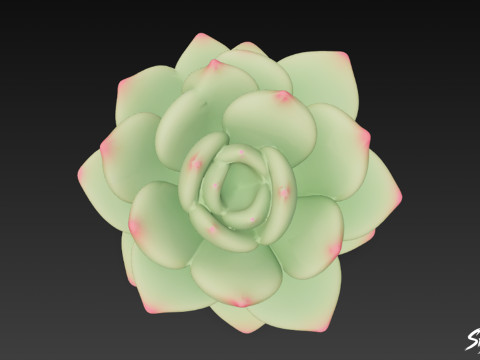 Мультфільм Sempervivum 3D Модель