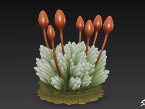 Cartoon Bryum argenteum 3D Model