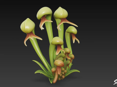 Cartoon Darlingtonia californica 3D Model
