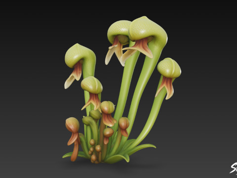 कार्टून डार्लिंगटनिया कैलिफ़ोर्निया 3D मॉडल