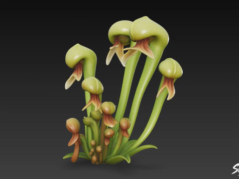 Cartoon Darlingtonia californica 3D Model