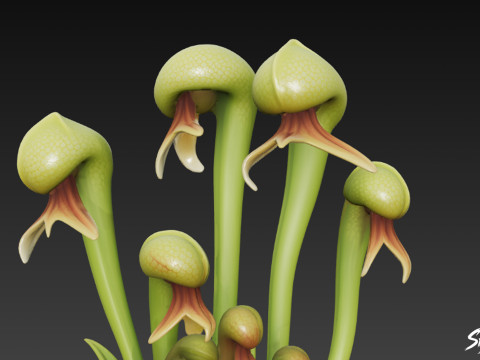 कार्टून डार्लिंगटनिया कैलिफ़ोर्निया 3D मॉडल