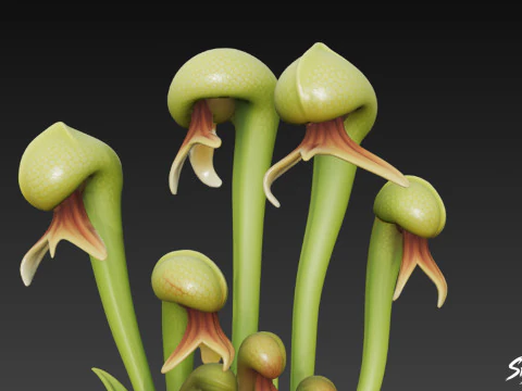 Cartoon Darlingtonia californica 3D Model