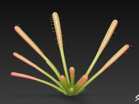 만화 Drosera capensis 3D 모델