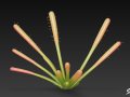 Cartoon Drosera capensis 3D Модель