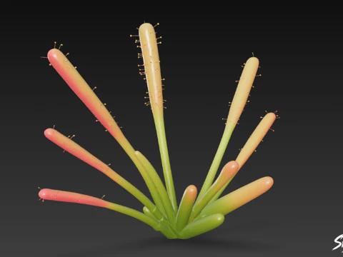 Cartoon Drosera capensis 3D Model