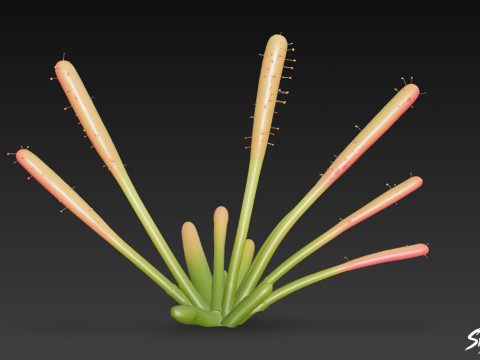 만화 Drosera capensis 3D 모델