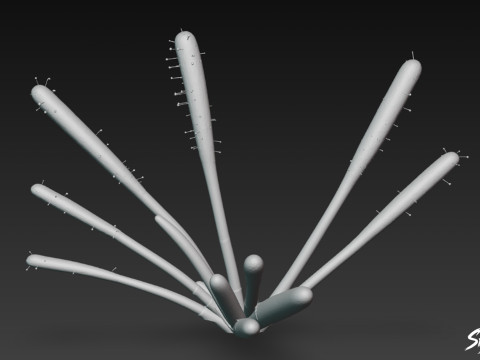 만화 Drosera capensis 3D 모델