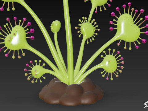 Karikatür Drosera magnifica 3D Model