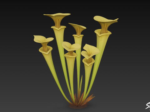 Cartoon Sarracenia flava 3D Model