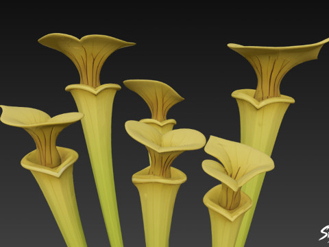 Karikatür Sarracenia flava 3D Model