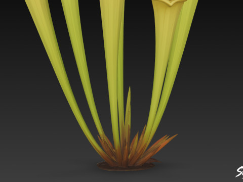 Karikatür Sarracenia flava 3D Model