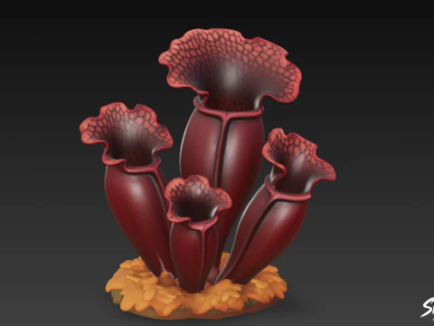 Kartun Sarracenia purpurea Model 3D