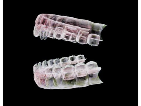 Dental arch 3D Model