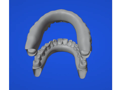 Dental arch 3D Model