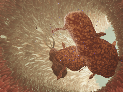 Darmmicrovilli en bacteriën geanimeerd 3D Model