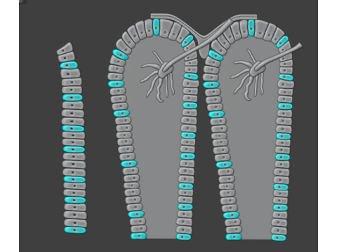 Darmmicrovilli en bacteriën geanimeerd 3D Model
