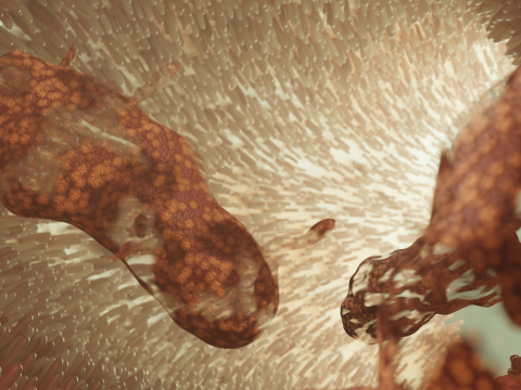 Darmmicrovilli en bacteriën geanimeerd 3D Model