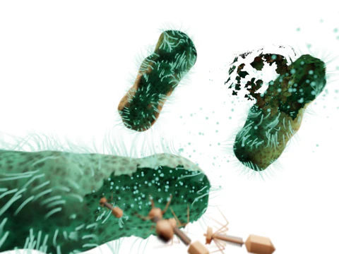 Dissolving bacteria animated 3D Model