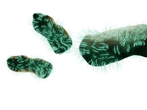 Dissolving bacteria animated 3D Model