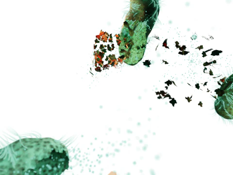 Dissolving bacteria animated 3D Model